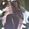 ചെല, കല്ലാൽ, കട്ടാൽ, Drupacea Ficus, Mysorensis Ficus, fig payapa Mysore