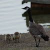 Canada Goose & goslings