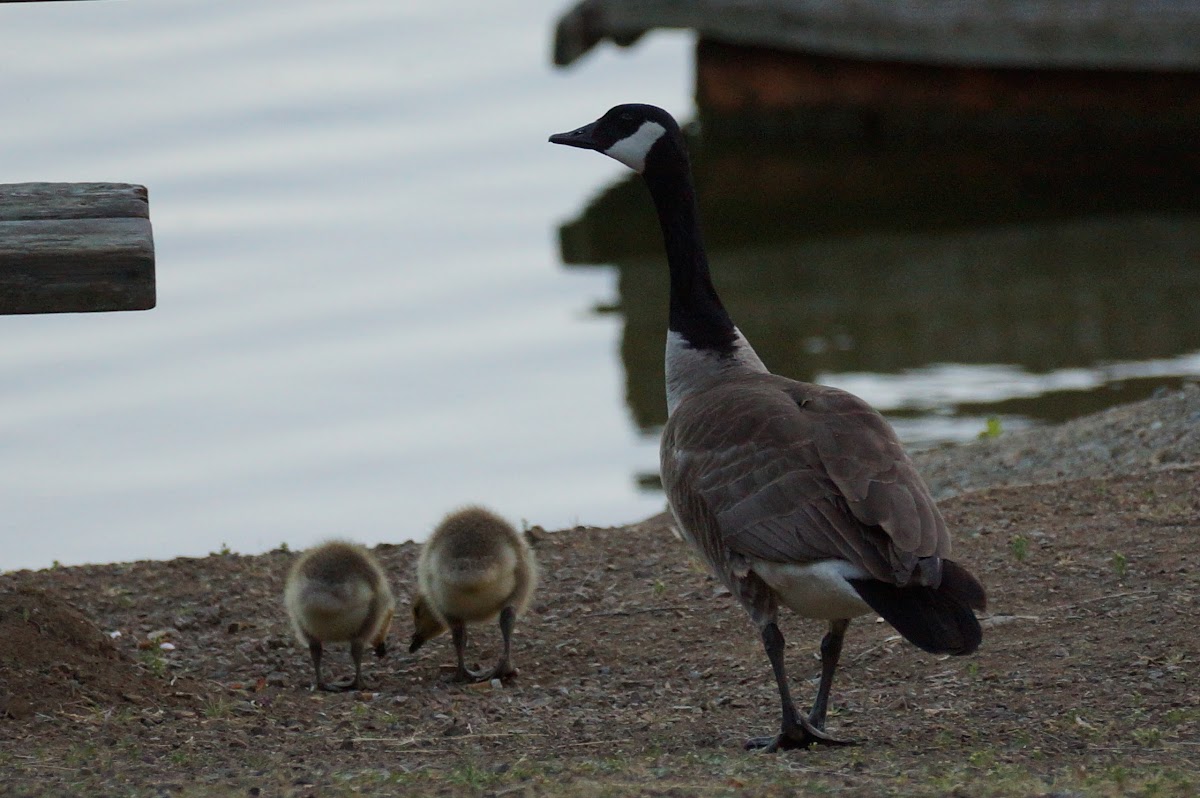 Canada Goose & goslings