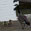Canada Goose & goslings