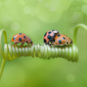 lady bug mating by Tri Kurniawan - Animals Insects & Spiders