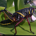 Eastern Lubber Grasshopper *young*