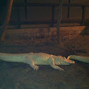 Albino American Alligator