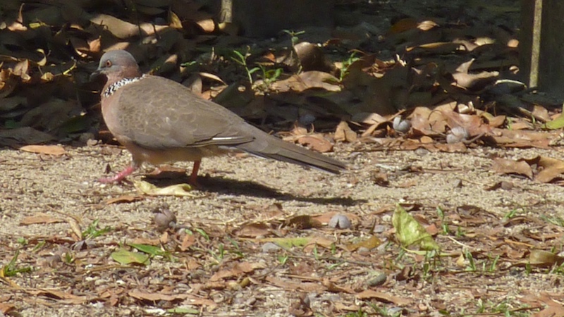 Spotted Dove 斑頸鳩