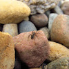 Ground Spider