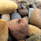 Ground Spider