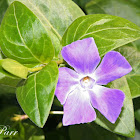 Lesser Periwinkle