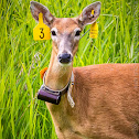 Columbian White-tailed Deer