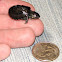 Common Musk Turtle (hatchling)