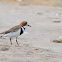 Chorlito doble collar (Two-Banded Plover)