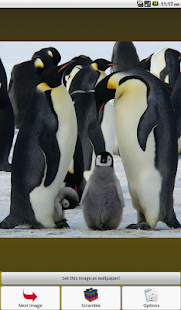Penguin Puzzle Screenshots 5
