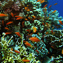 Sea goldie or lyretail coralfish