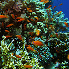 Sea goldie or lyretail coralfish