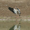 Egyptian Goose