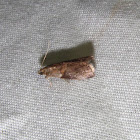 Phycitini moth