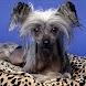Small Dog Wallpapers