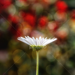 Gerbera by Soham Banerjee - Flowers Single Flower