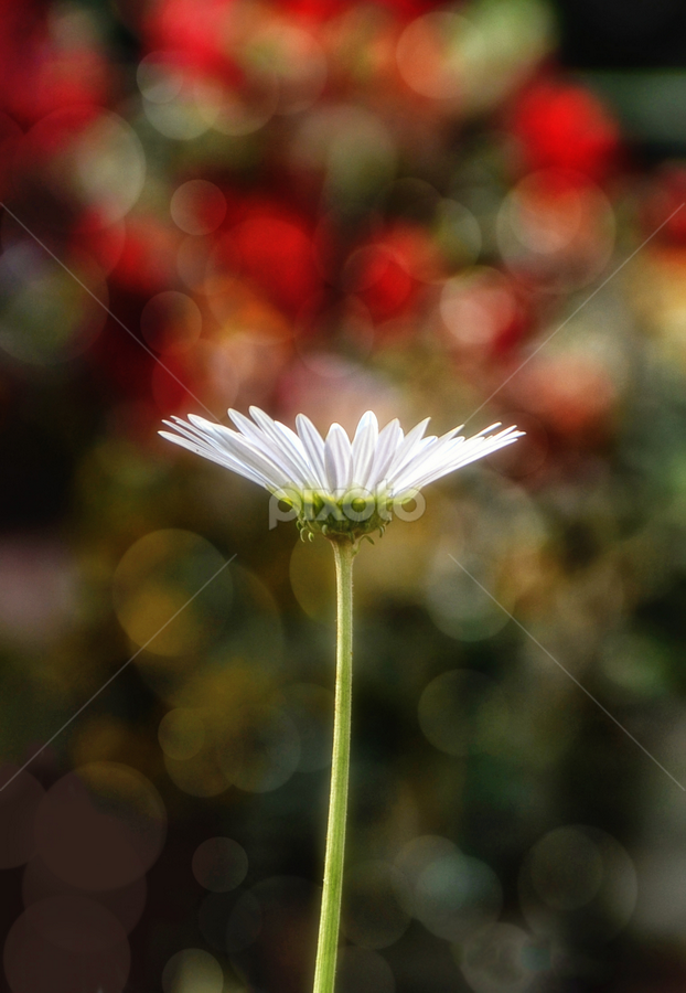 Gerbera by Soham Banerjee - Flowers Single Flower