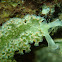 Lettuce Sea Slug