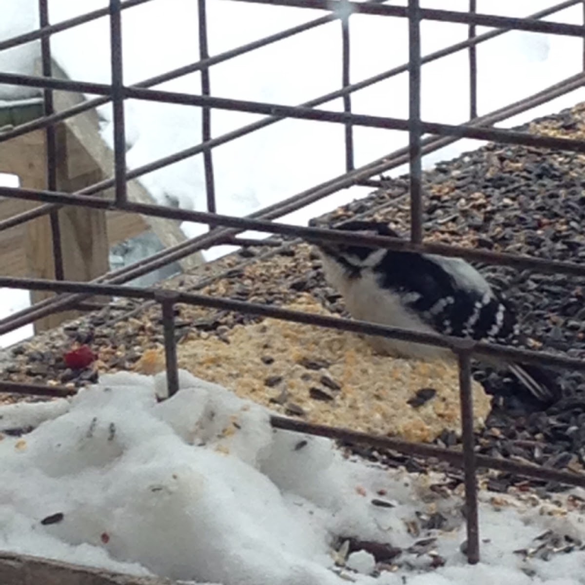 Downy Woodpecker