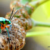 Jewel bugs or metallic shield bugs