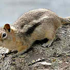 Golden Mantled Ground Squirrel