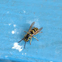 "Yellow Jacket" Wasp