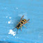 "Yellow Jacket" Wasp