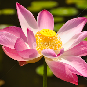 Lotusflower by Milou Krietemeijer-Dirks - Flowers Flowers in the Wild