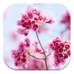 Cover Image of Unduh Flower Wallpapers HD 4.3.1 APK