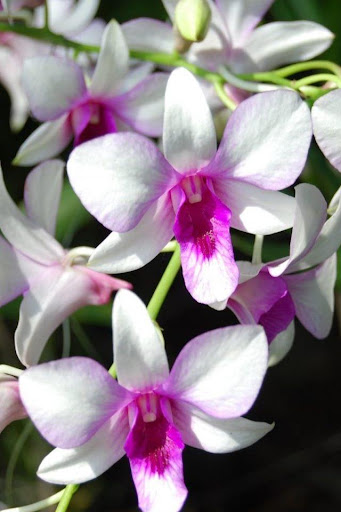 Fragrant Orchid Live Wallpaper