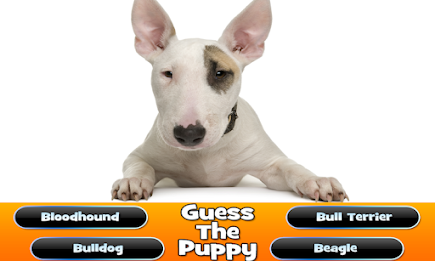 Guess The Puppy Breed Trivia poster 11
