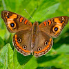 Tropical Buckeye Butterfly