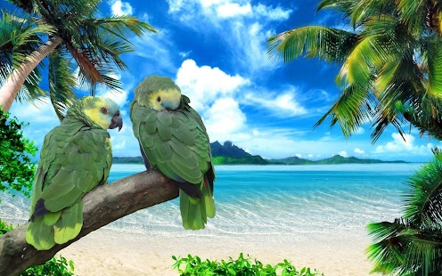 Parrot Wallpaper Screenshots 9