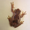 Perons Tree Frog