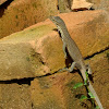 Bengal Monitor