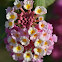 lantana?