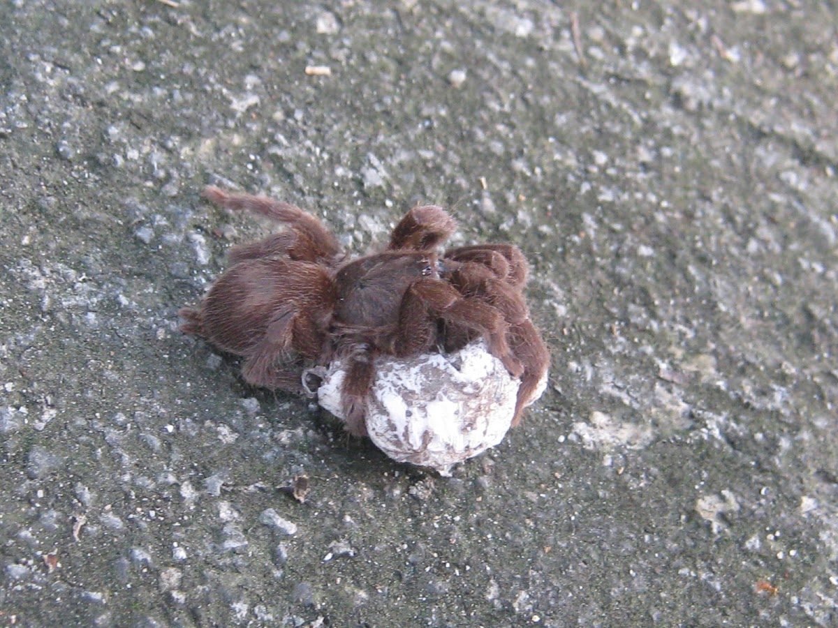 Philippine Dwarf Tarantula