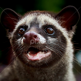 by Didik Baen - Animals Other Mammals