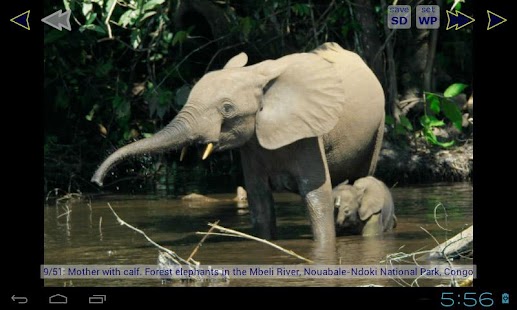 Free Download Elephant Gallery HD APK for Android
