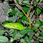 Green Iguana Juvenile