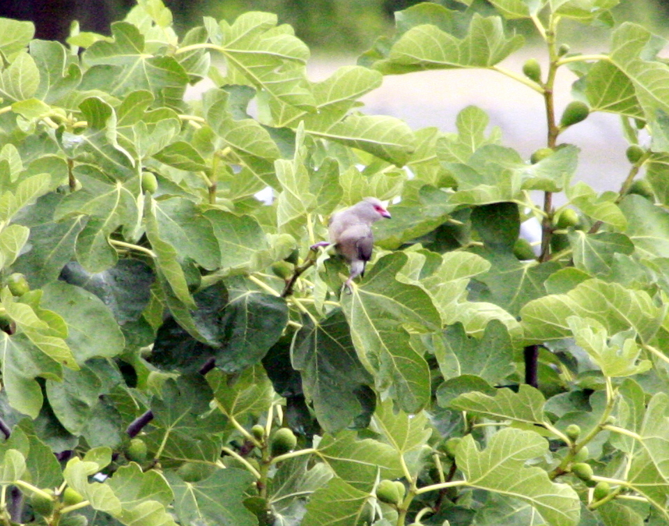 Red-faced Mousebird