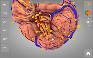 Brain 3D Anatomy Lite APK تصویر نماگرفت #13