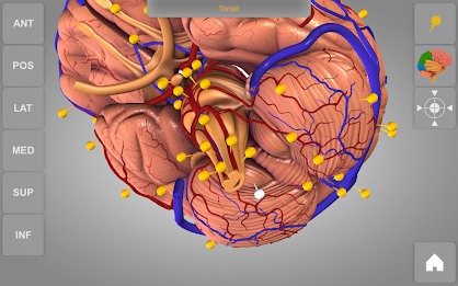 Brain 3D Anatomy Lite poster 13
