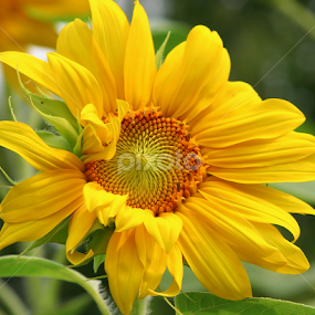 Summer's Beauty by Sherri Woodbridge - Flowers Single Flower