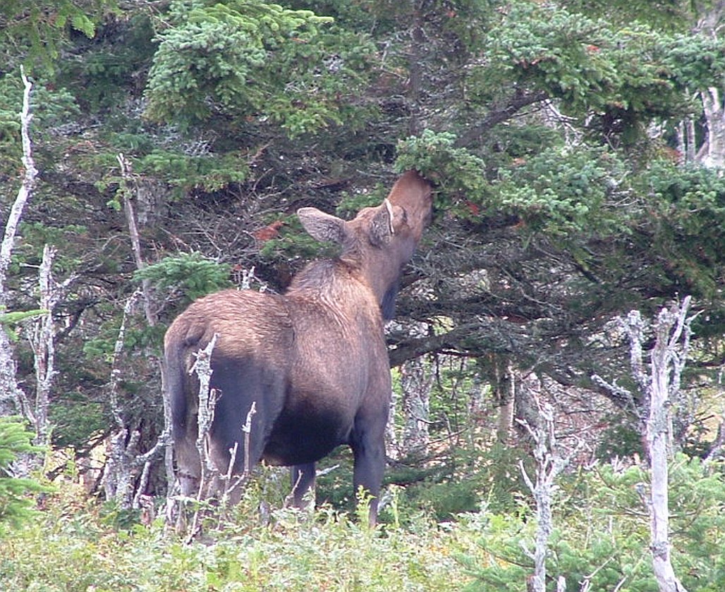 Moose or Eurasian Elk