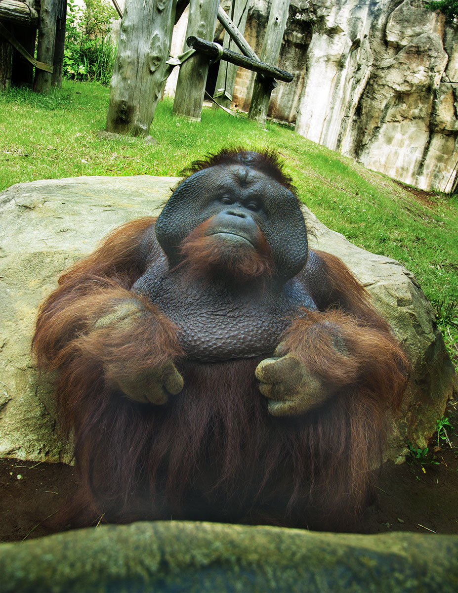 Sumatran Orangutan