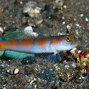 Flag-Tail Shrimp-Goby