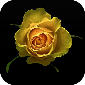 Yellow Rose Live Wallpaper.apk 1.1.1