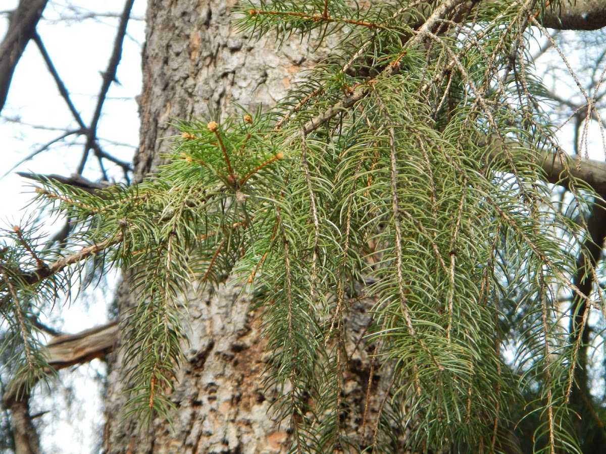 White Spruce
